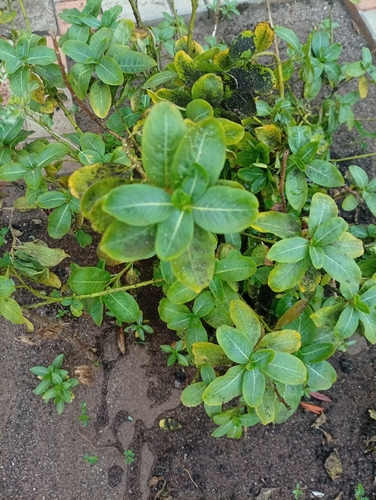 Madagascar Periwinkle
