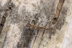 Empicoris vagabundus