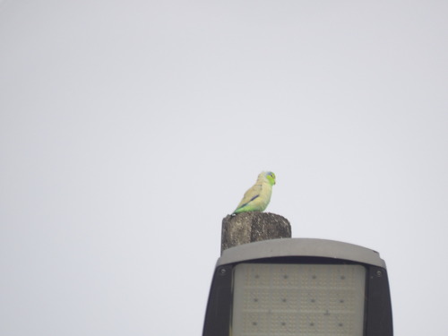 Pacific Parrotlet