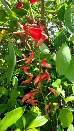 Cockspur coral tree