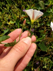 Convolvulus arvensis