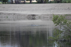 Aechmophorus clarkii