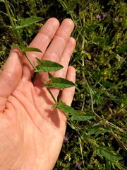 Convolvulus arvensis