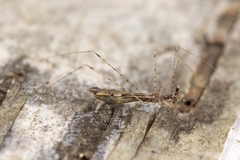 Empicoris vagabundus