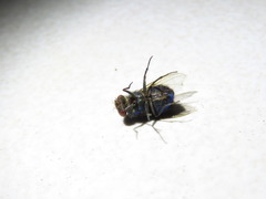 Lucilia purpurascens