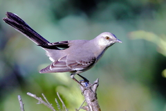 Mimus polyglottos