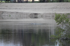 Aechmophorus clarkii