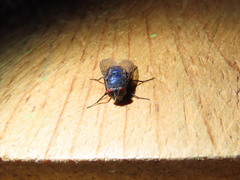 Lucilia purpurascens