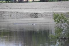 Aechmophorus clarkii