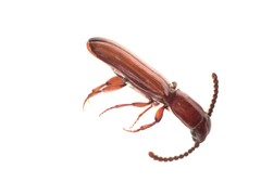 Taphroscelidia linearis