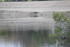 Aechmophorus clarkii