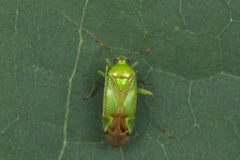 Neolygus contaminatus