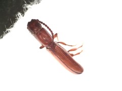 Taphroscelidia linearis