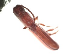 Taphroscelidia linearis