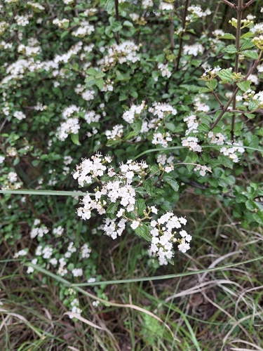 Viburnum parvifolium observed 2026-05-24
