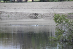 Aechmophorus clarkii