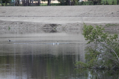 Aechmophorus clarkii