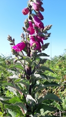 Digitalis purpurea