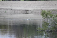 Aechmophorus clarkii