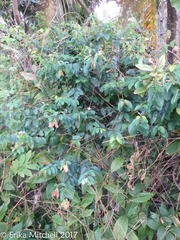 Heteropterys purpurea