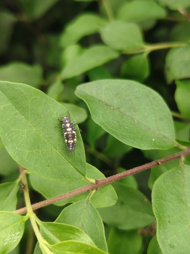 Six-spotted Zigzag Ladybird