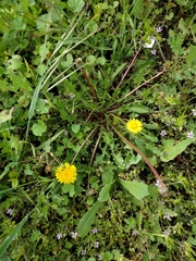Taraxacum