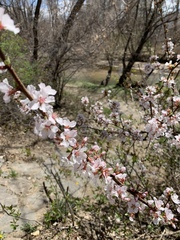 Prunus tomentosa
