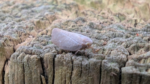 Anzora unicolor observed 2026-05-24