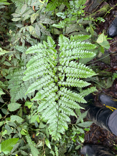 Dryopteris hasseltii observed 2026-05-19