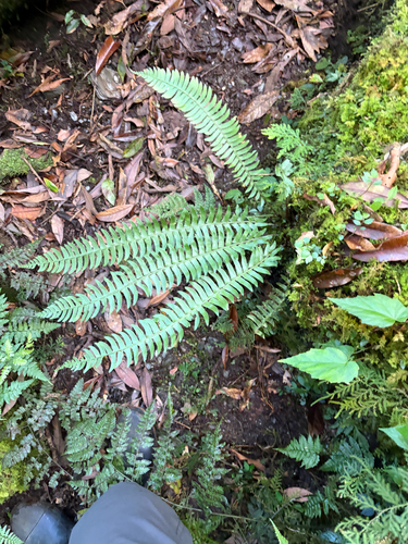 Polystichum acutidens observed 2026-05-19