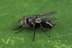 Blondelia nigripes