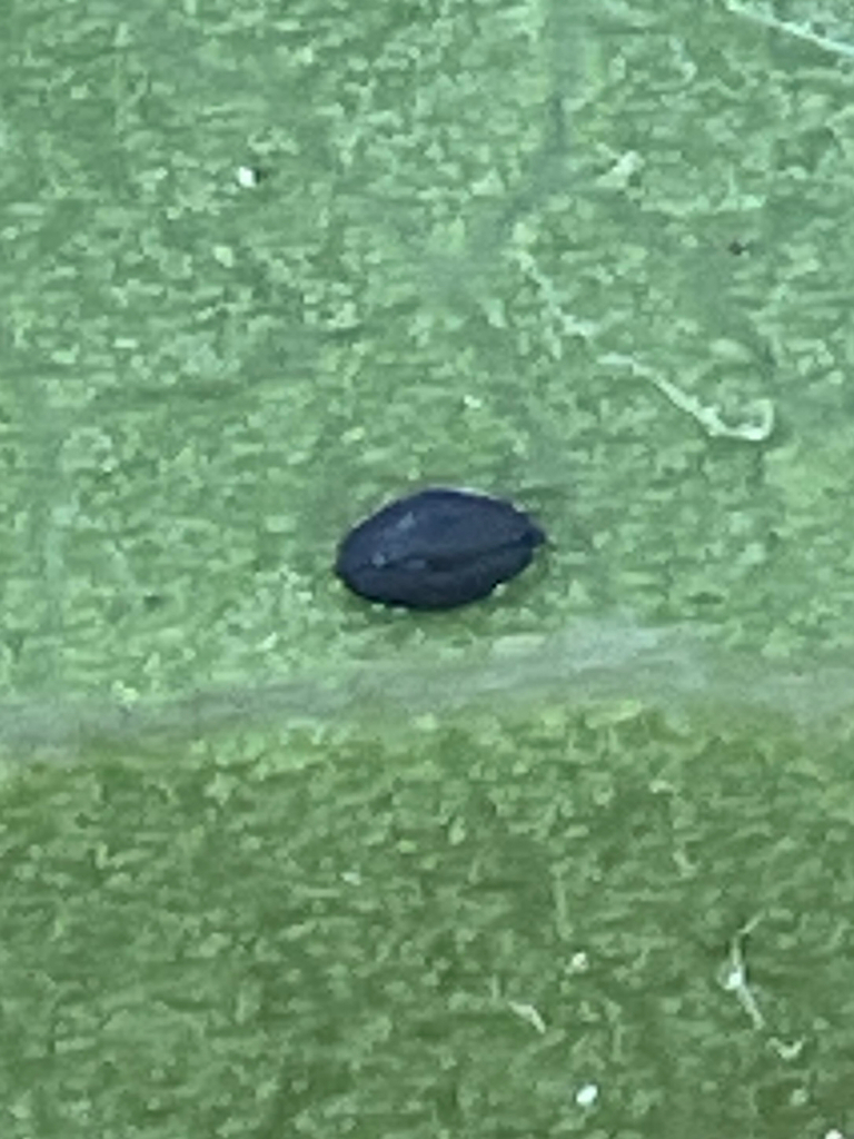 Aleuropleurocelus nigrans