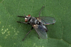 Blondelia nigripes