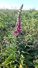 Digitalis purpurea