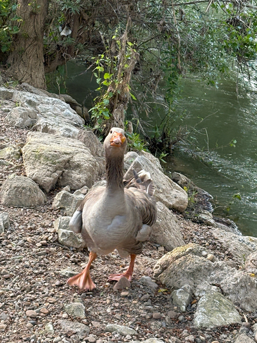 Greylag Goose