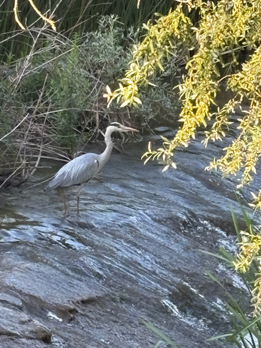 Grey Heron
