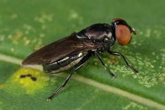Chrysogaster
