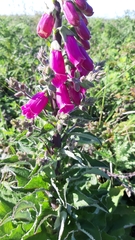 Digitalis purpurea