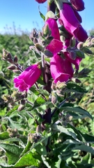 Digitalis purpurea
