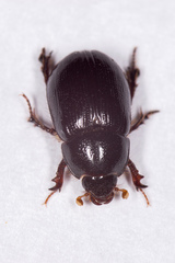 Hybosorus illigeri