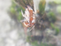 Parasteatoda lunata