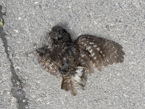 Little Owl
