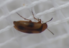 Anaspis maculata