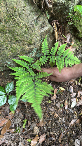 Athyrium wardii iNat (3)