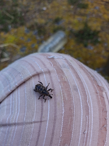 Large Pine Weevil