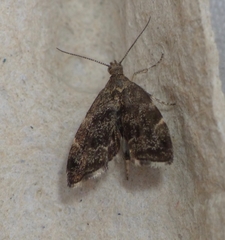 Anthophila fabriciana