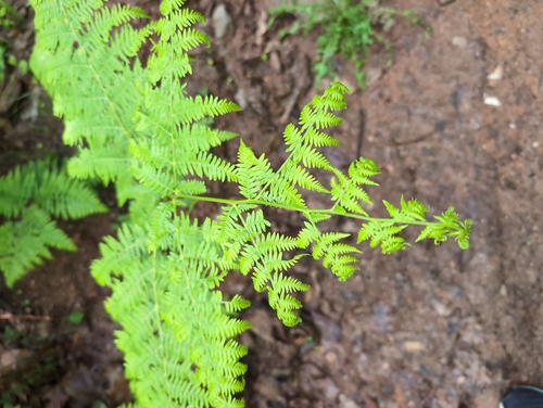common bracken