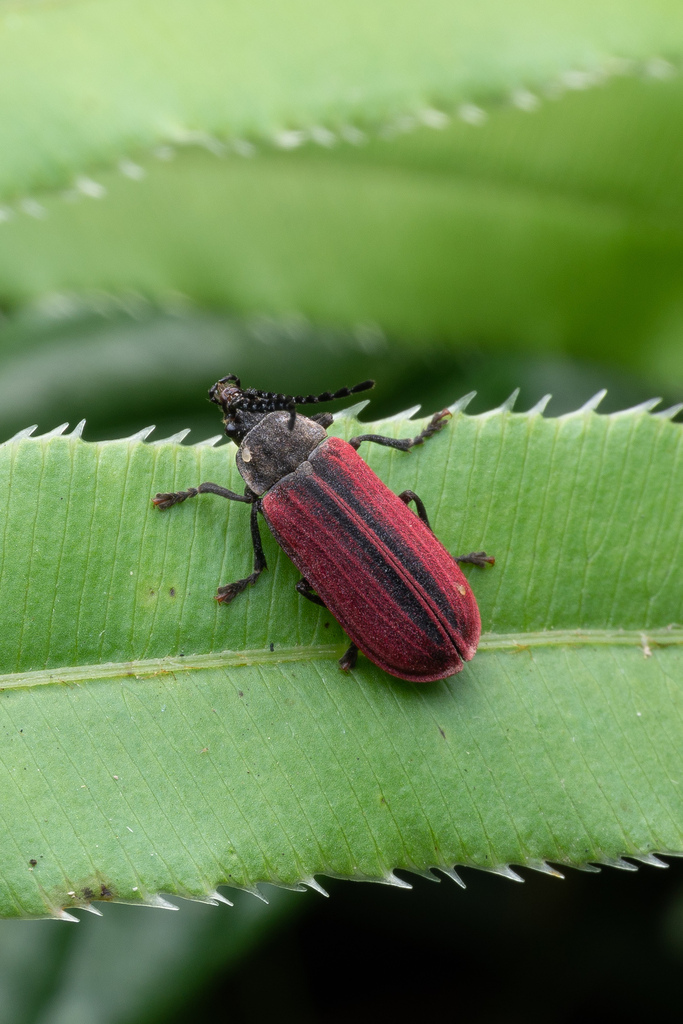 Sinocaulus