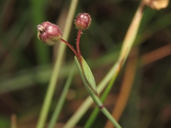 Sisyrinchium demissum