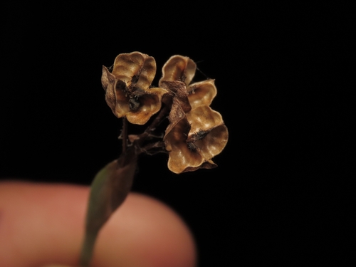 Sisyrinchium demissum, photograph 1